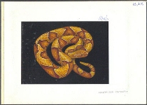 TANZANIA 1996. Snake A. Signatured Stamp Artist´s Works. Motif:131/89mm